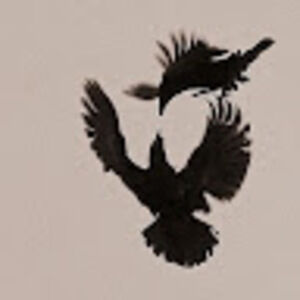 Meet your Posher, Alohi